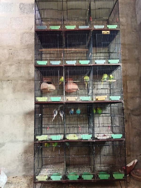 cages and birds 0