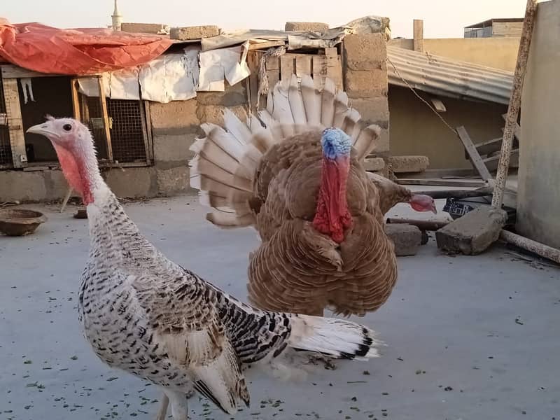 FULL SIZE TURKEY HENS (1+3 SET) 0