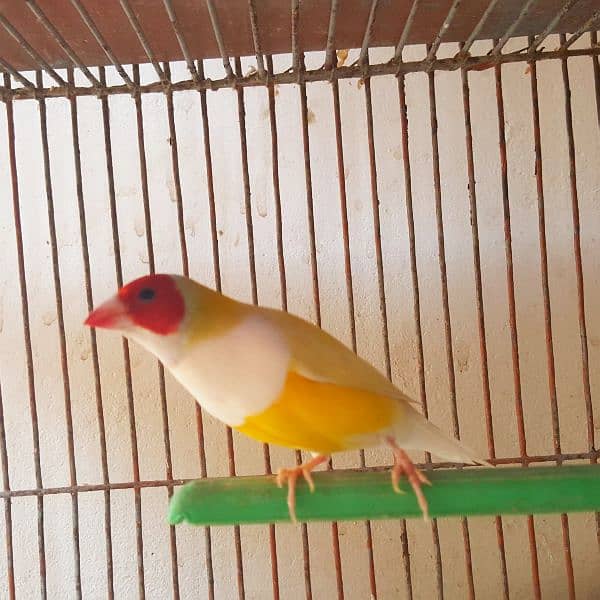 Lady gouldian Finch Male 0