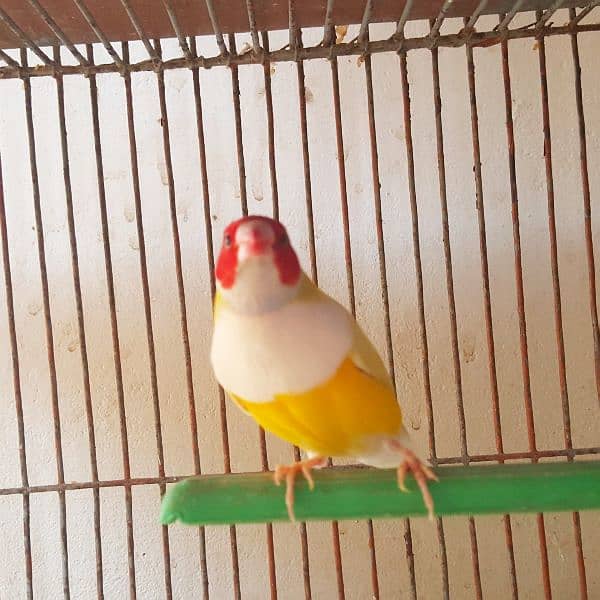 Lady gouldian Finch Male 1