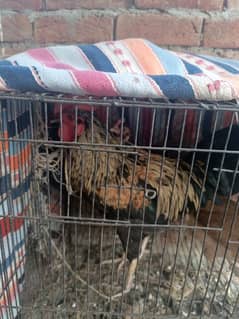 Egg laying hens with rooster