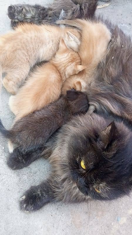 PERSIAN Single Coat MIX BREED KITTENS READ description 0