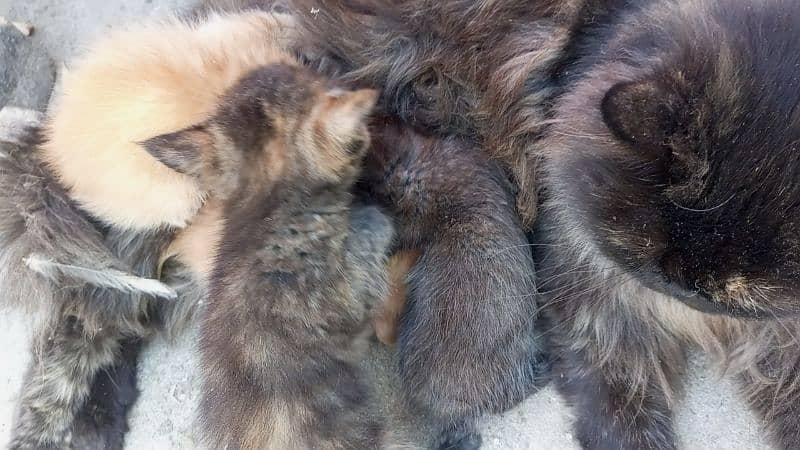 PERSIAN Single Coat MIX BREED KITTENS READ description 2