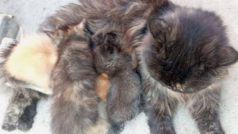 PERSIAN Single Coat MIX BREED KITTENS READ description 4