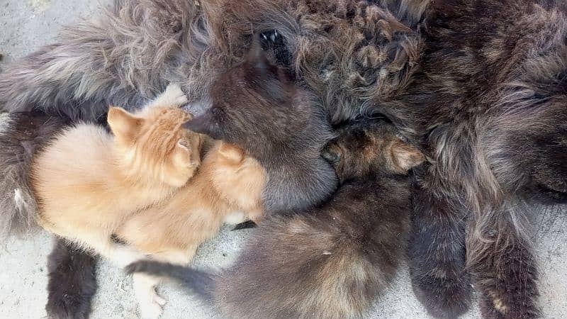 PERSIAN Single Coat MIX BREED KITTENS READ description 5