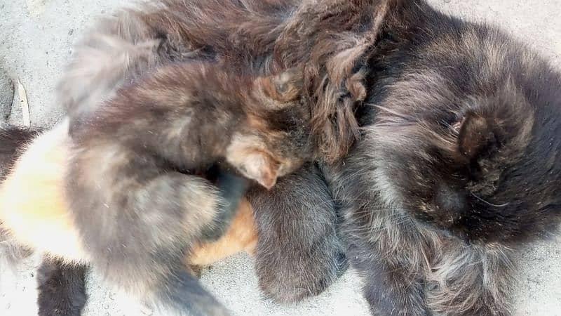 PERSIAN Single Coat MIX BREED KITTENS READ description 6