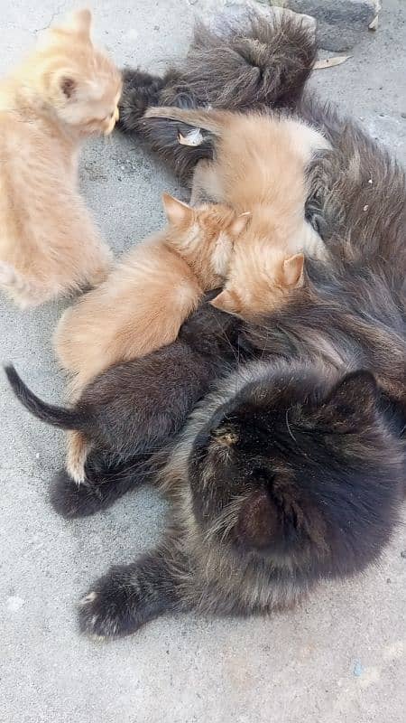 PERSIAN Single Coat MIX BREED KITTENS READ description 8