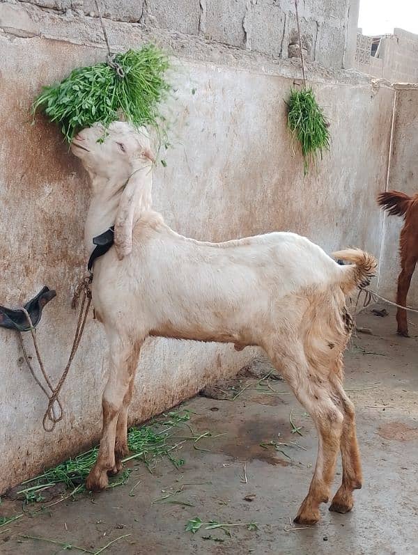 rajanpuri male Bakra 6 months 0