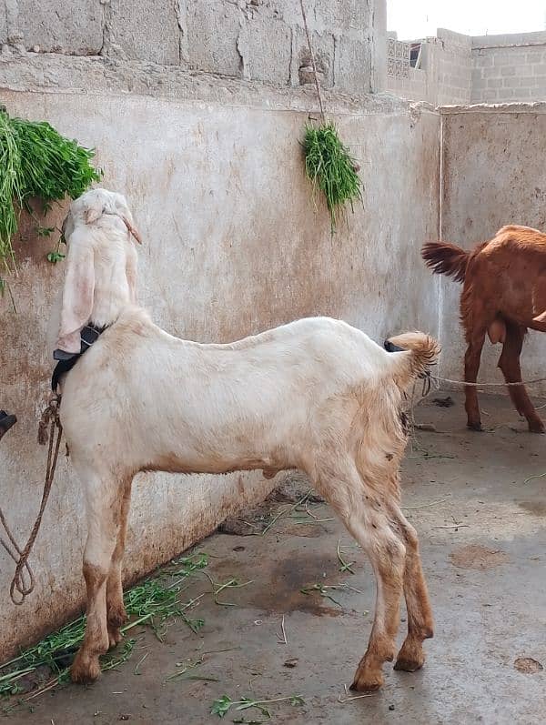 rajanpuri male Bakra 6 months 1