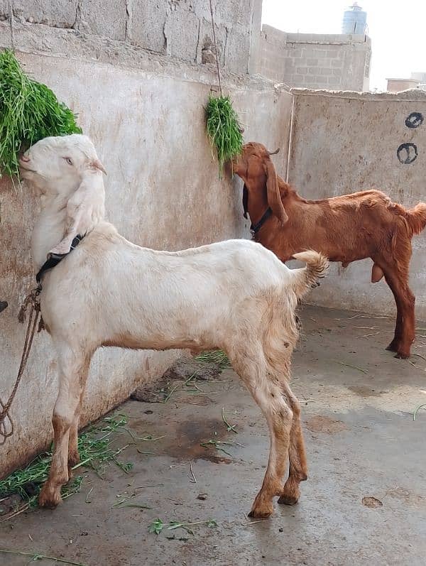 rajanpuri male Bakra 6 months 2