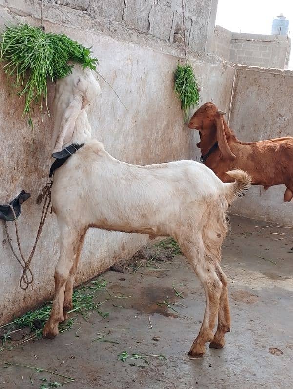 rajanpuri male Bakra 6 months 3