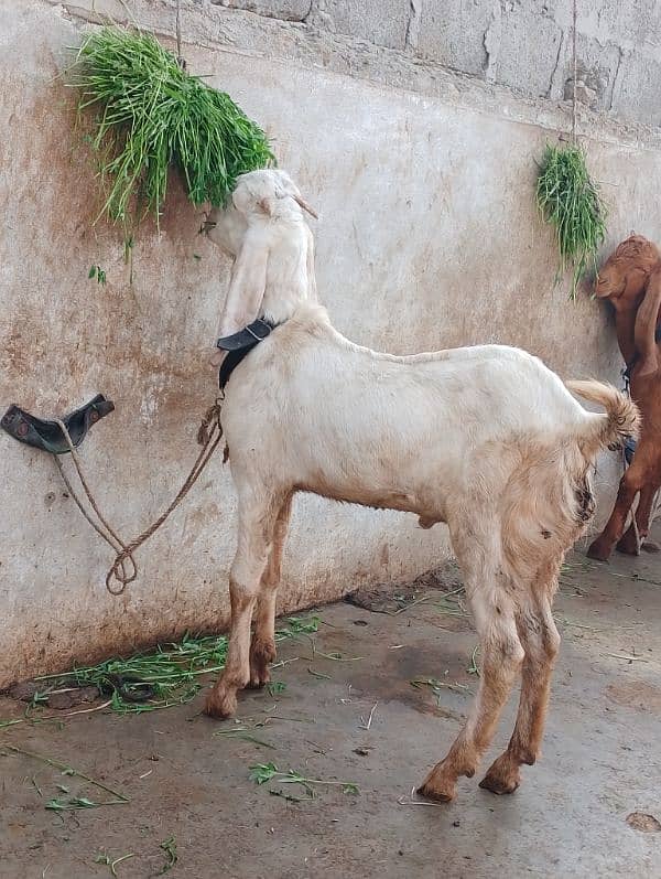 rajanpuri male Bakra 6 months 4