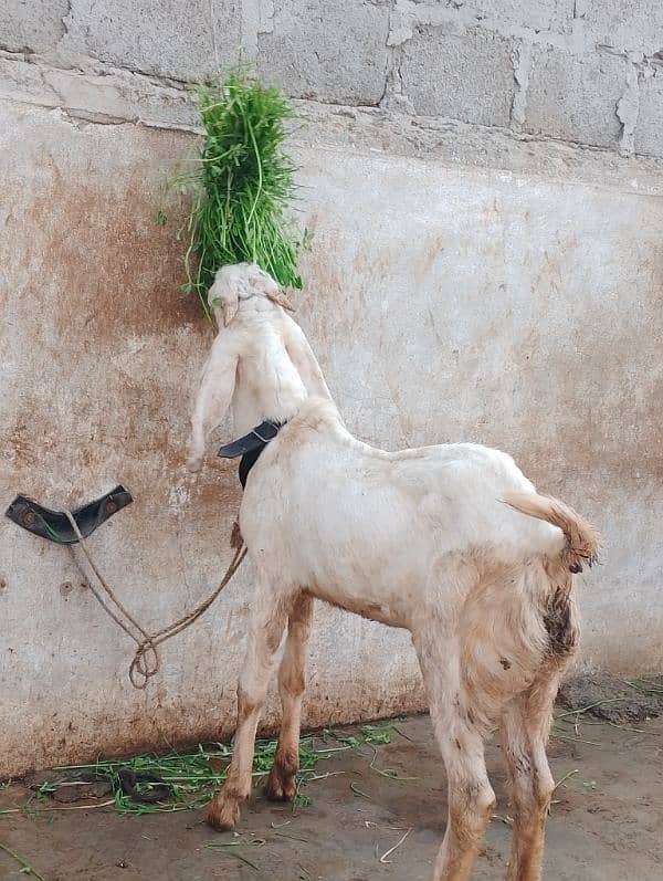 rajanpuri male Bakra 6 months 5