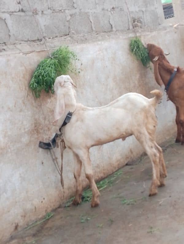 rajanpuri male Bakra 6 months 6