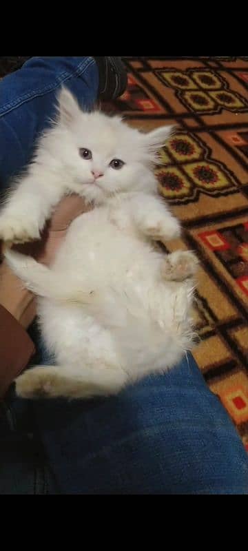 Female cat - pershian cat - cat for sale-male cat - kittens 5