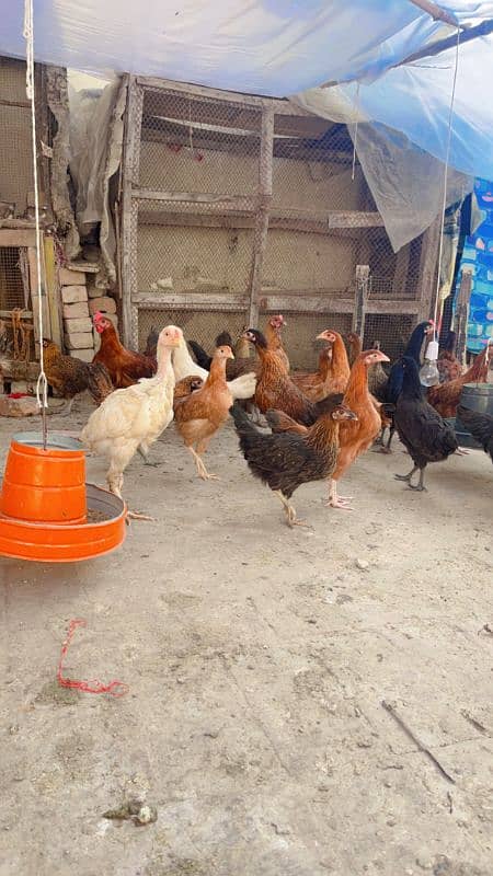 golden misri hens available ha 0