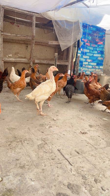 golden misri hens available ha 1