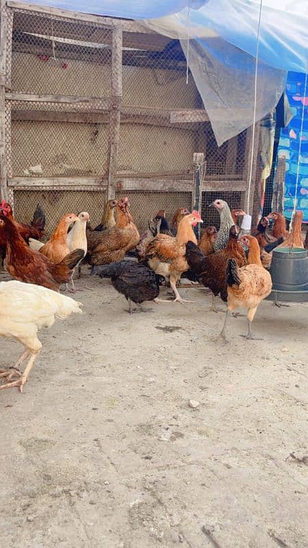 golden misri hens available ha 2