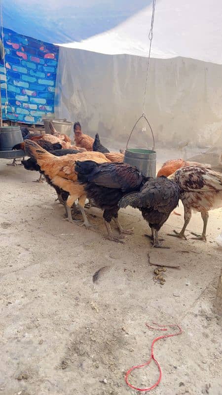 golden misri hens available ha 3