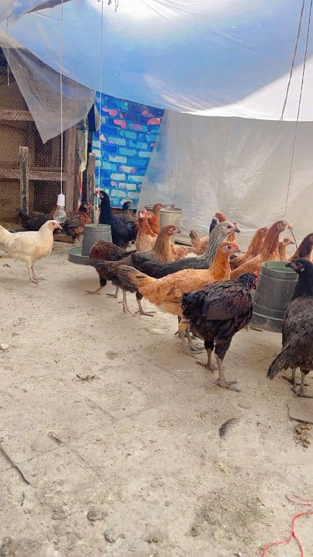 golden misri hens available ha 4