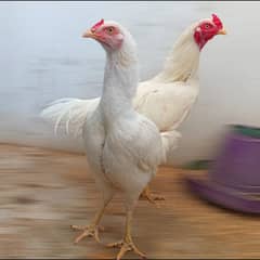 Aseel Heera Pair available Murga Murgi Cock Hen Hira egg Laying