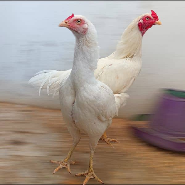 Aseel Heera Pair available Murga Murgi Cock Hen Hira egg Laying 0