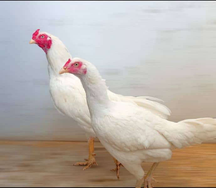 Aseel Heera Pair available Murga Murgi Cock Hen Hira egg Laying 1