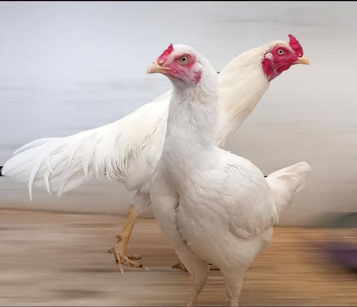 Aseel Heera Pair available Murga Murgi Cock Hen Hira egg Laying 2