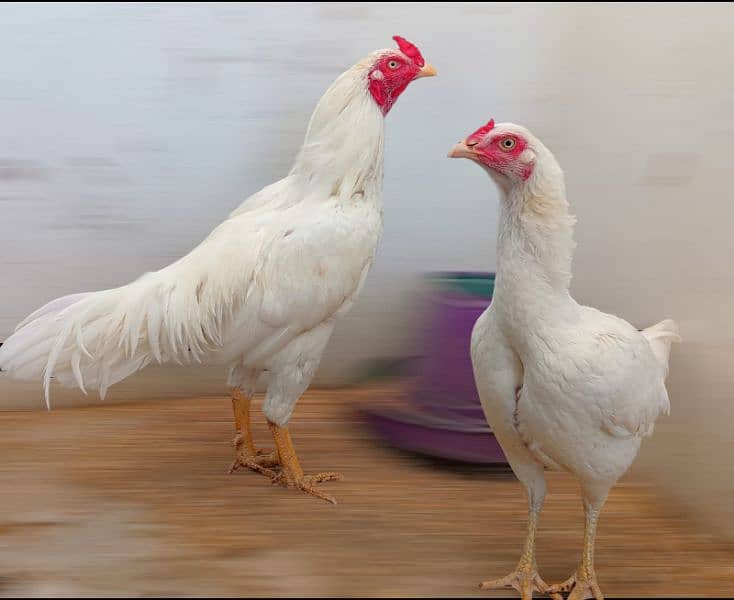 Aseel Heera Pair available Murga Murgi Cock Hen Hira egg Laying 3