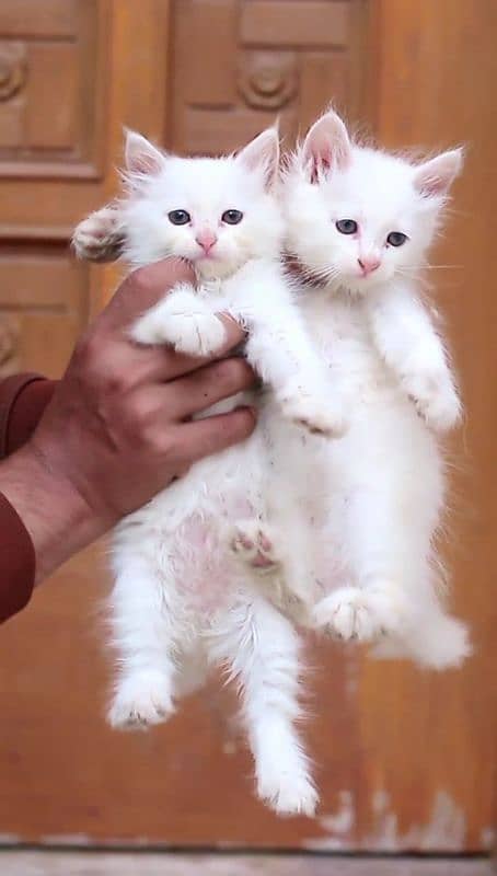 Female cat - pershian cat - cat - white cat-kittens 8