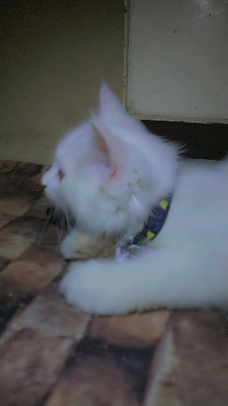 Full White Persian Kittens 03022693903 3