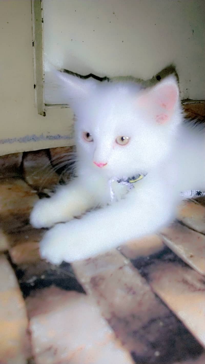 Full White Persian Kittens 03022693903 1