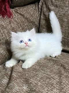 PERSIAN KITTEN FOR SALE CONTACT WHATUP 03201711036