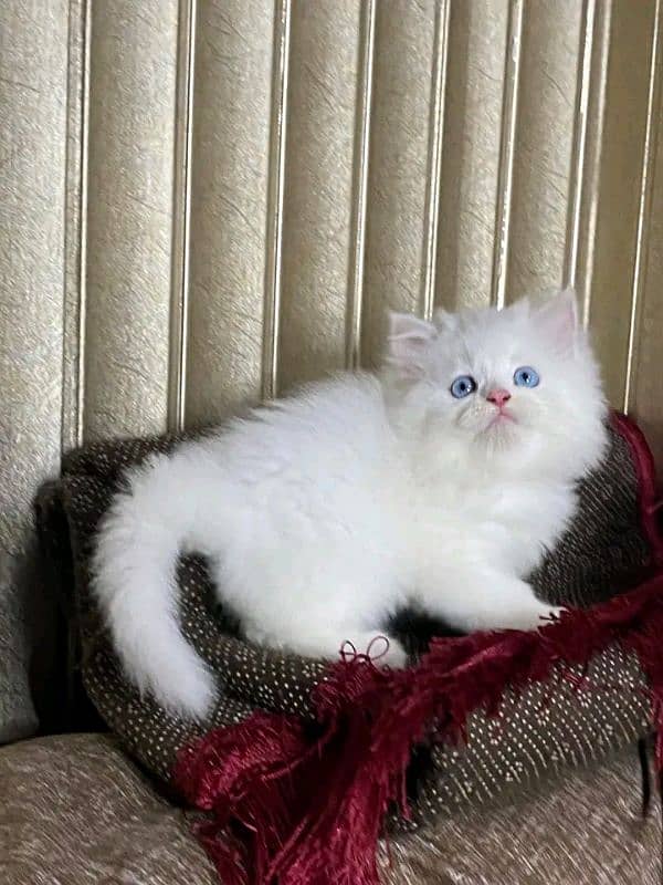 PERSIAN KITTEN FOR SALE CONTACT WHATUP 03201711036 1