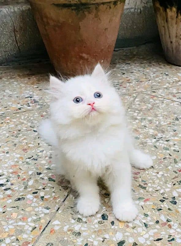 PERSIAN KITTEN FOR SALE CONTACT WHATUP 03201711036 2