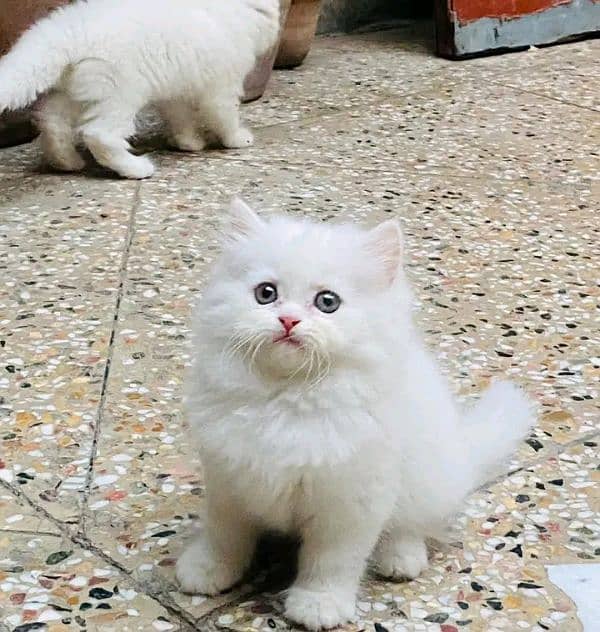 PERSIAN KITTEN FOR SALE CONTACT WHATUP 03201711036 3