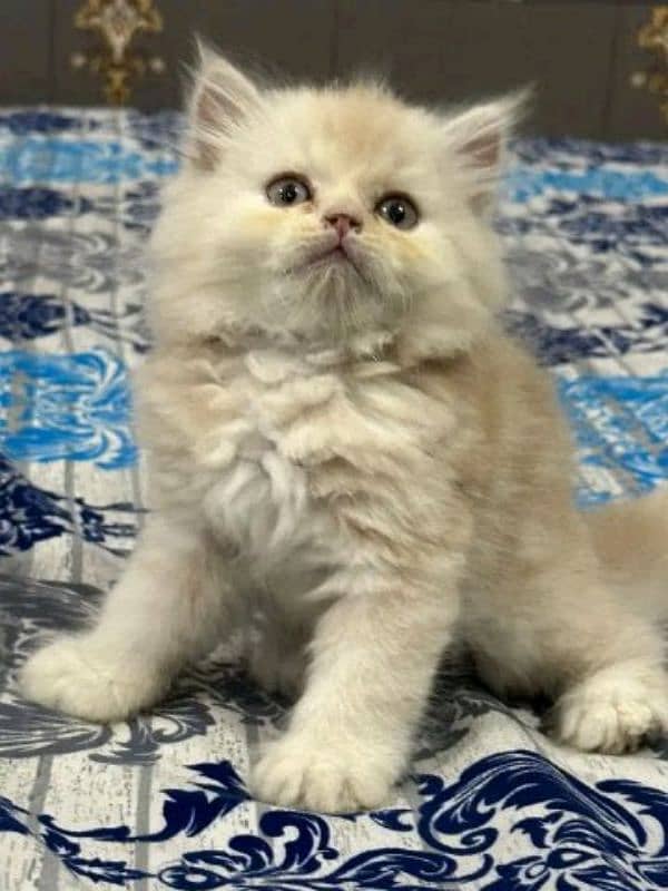 PERSIAN KITTEN FOR SALE CONTACT WHATUP 03201711036 9