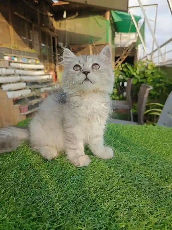 PERSIAN KITTEN FOR SALE CONTACT WHATUP 03201711036 11