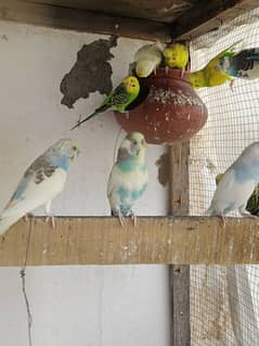 Australian budgies