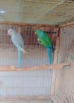 blue terq palied pair 03156376925