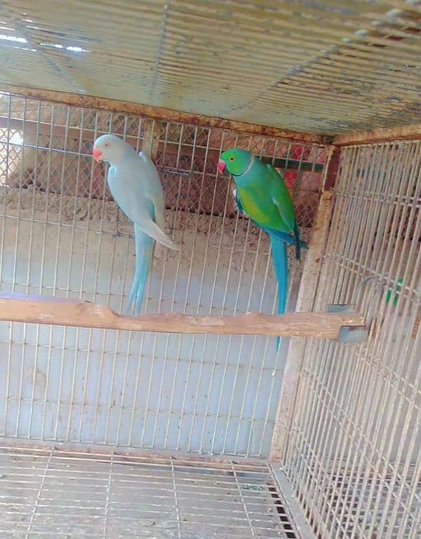 blue terq palied pair 03156376925 1