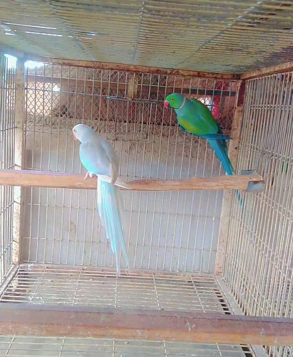 blue terq palied pair 03156376925 2