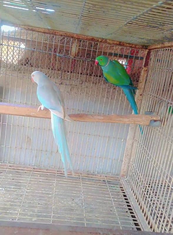 blue terq palied pair 03156376925 3