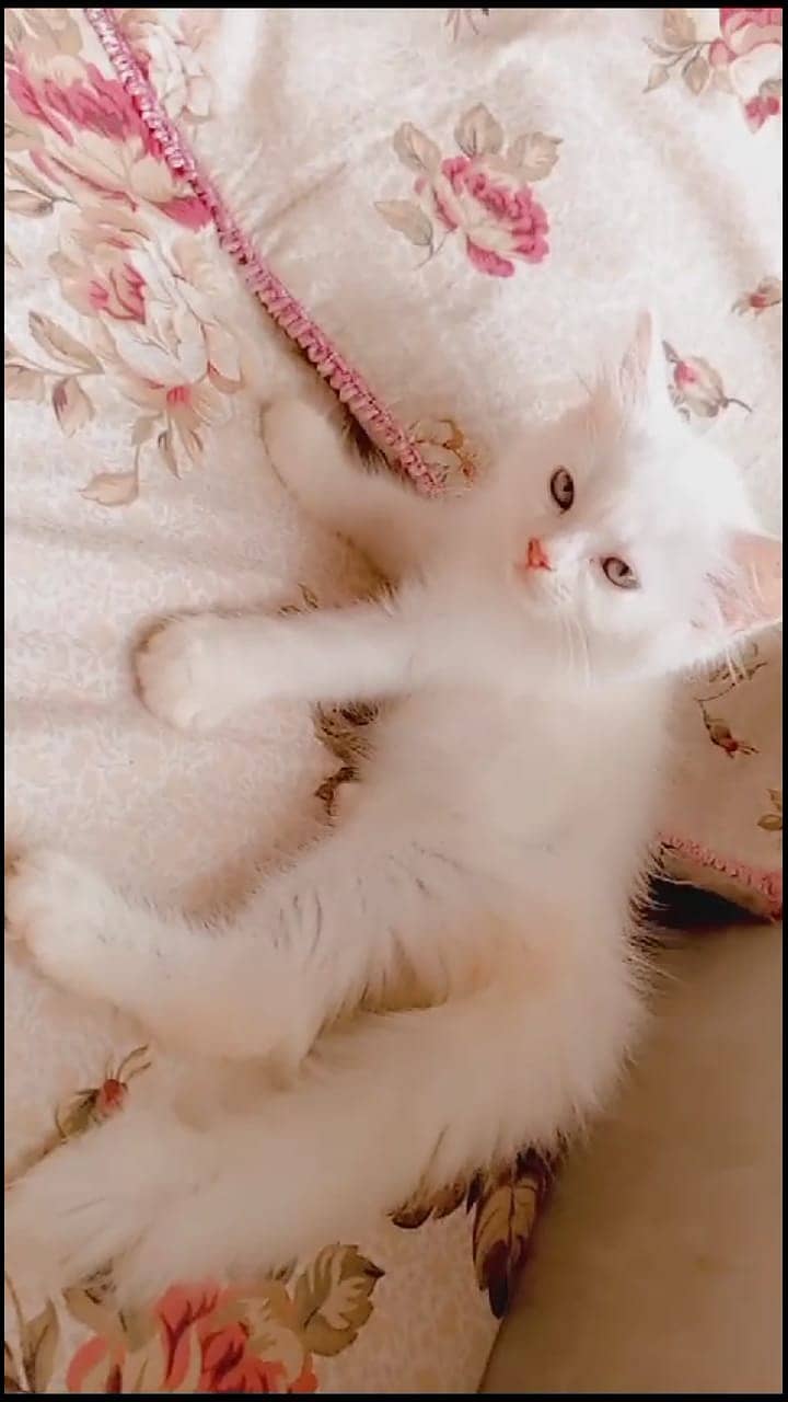 Full White Persian Kittens 03022693903 0