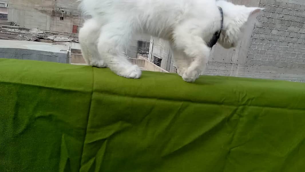 Full White Persian Kittens 03022693903 5