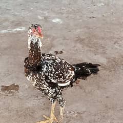 Aseel mushki  female hen  for sale