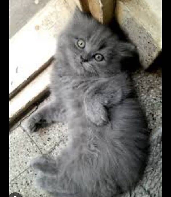 Fluffy Face Triple Coat Grey Kitten 0