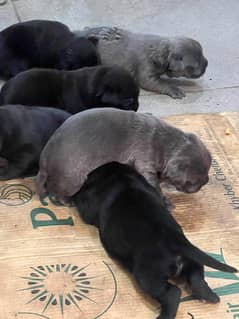 Big head cane Corso puppies for booking