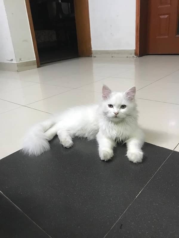 Persian Kitten, Triple Coated 0