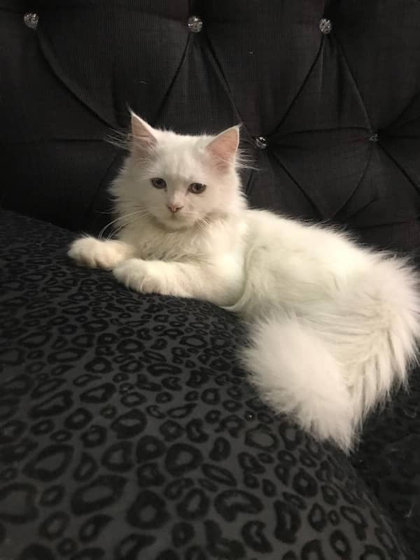 Persian Kitten, Triple Coated 2